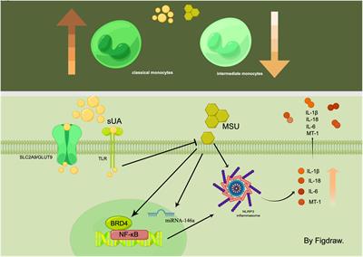 The dysregulation of immune cells induced by uric acid: mechanisms of inflammation associated with hyperuricemia and its complications